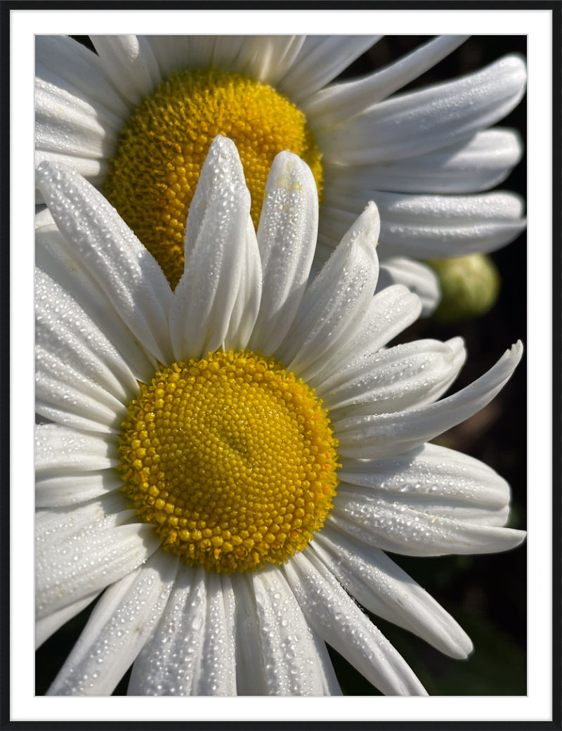 Daisies