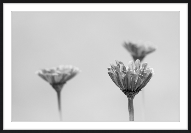 Minimalist Flowers B&W