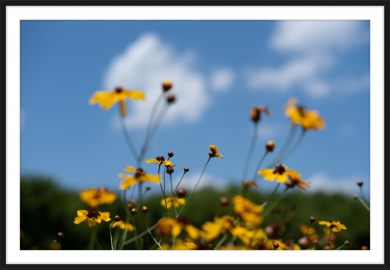 Black-eyed Susans