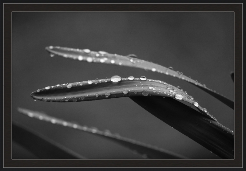 Dewdrops