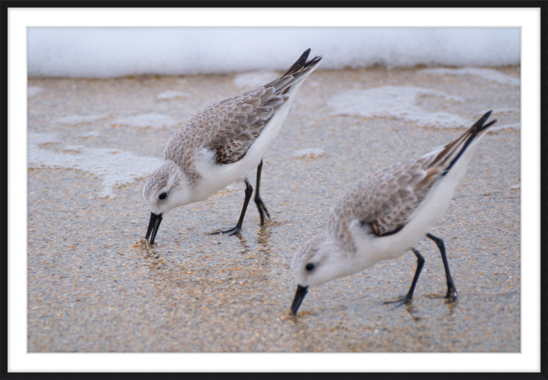 Sandpipers