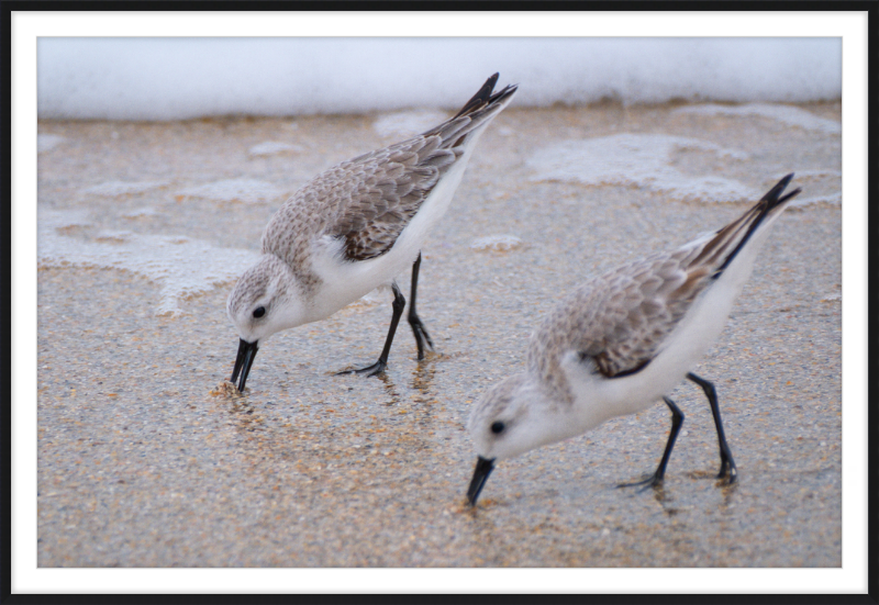 Sandpipers