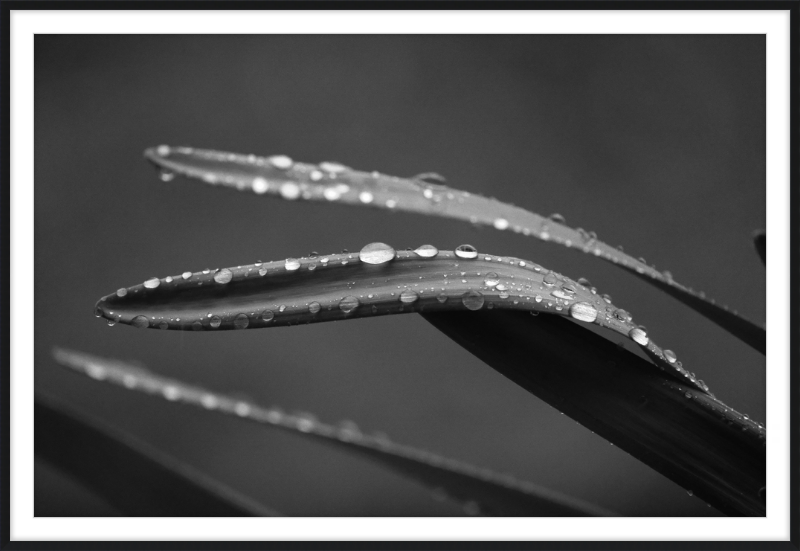 Dewdrops