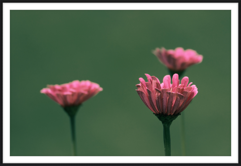 Minimalist Flowers