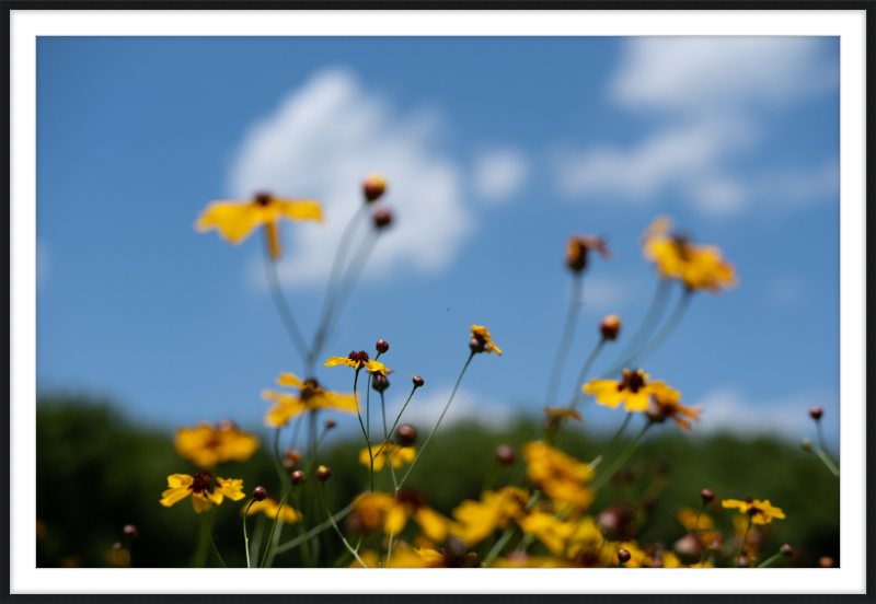 Black-eyed Susans