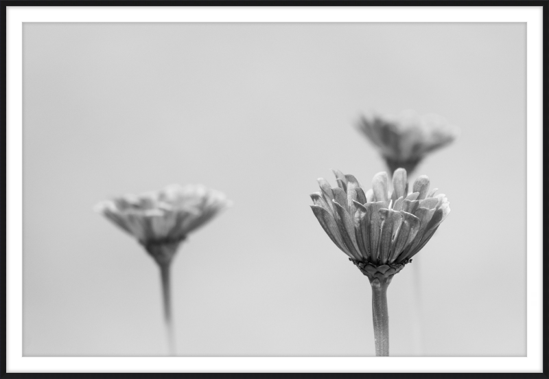 Minimalist Flowers B&W