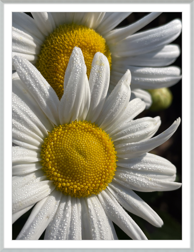 Daisies