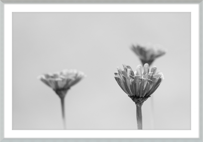 Minimalist Flowers B&W