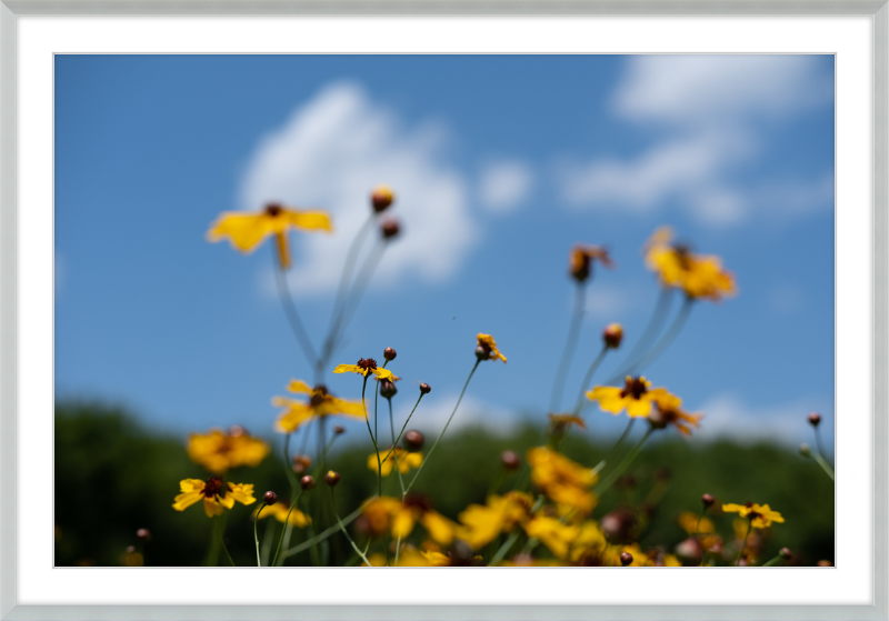 Black-eyed Susans