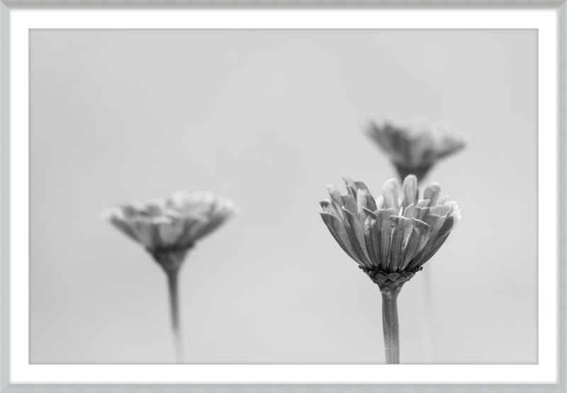 Minimalist Flowers B&W