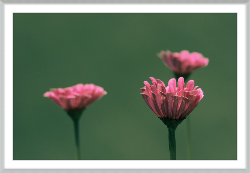 Minimalist Flowers