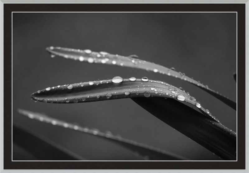 Dewdrops