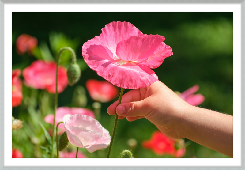 Poppies