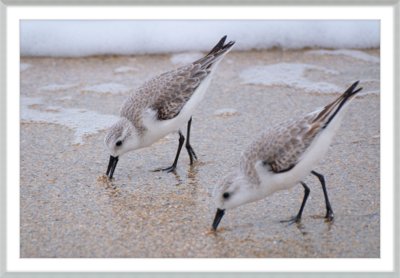 Sandpipers