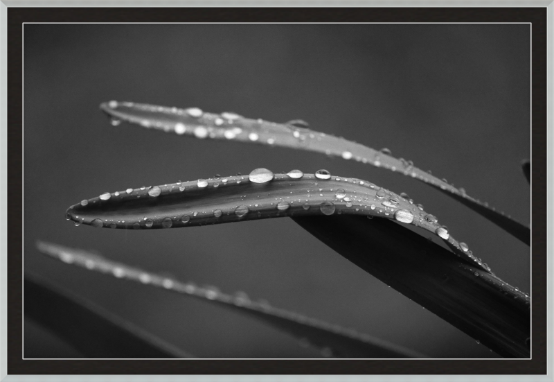 Dewdrops