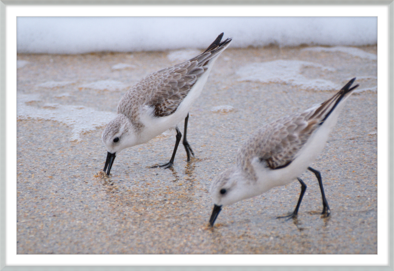 Sandpipers