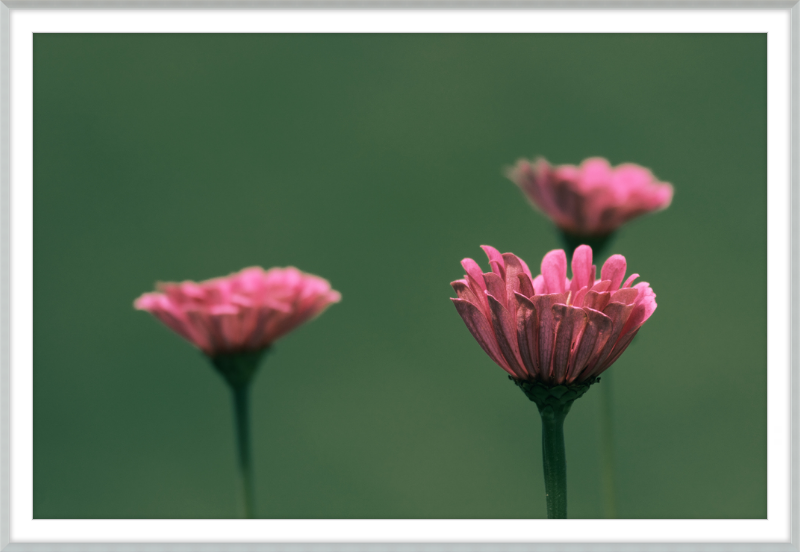 Minimalist Flowers