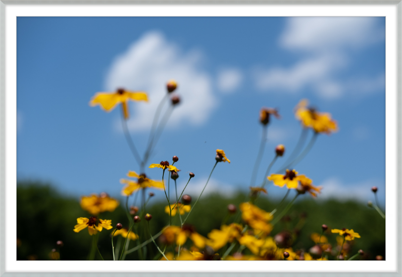 Black-eyed Susans