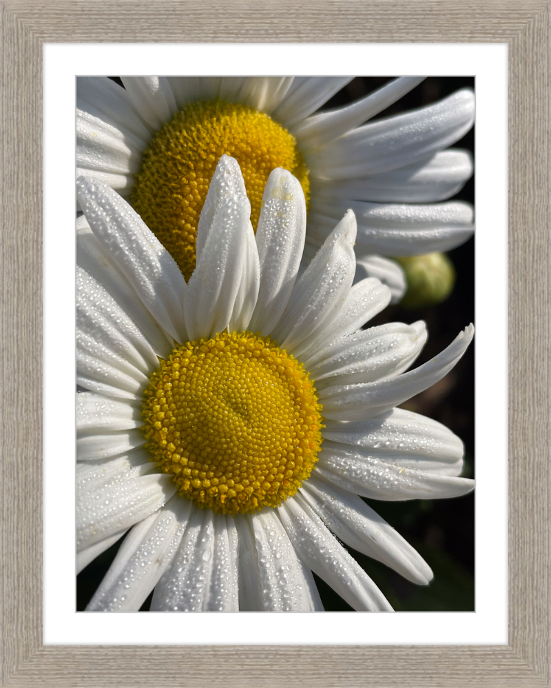 Daisies