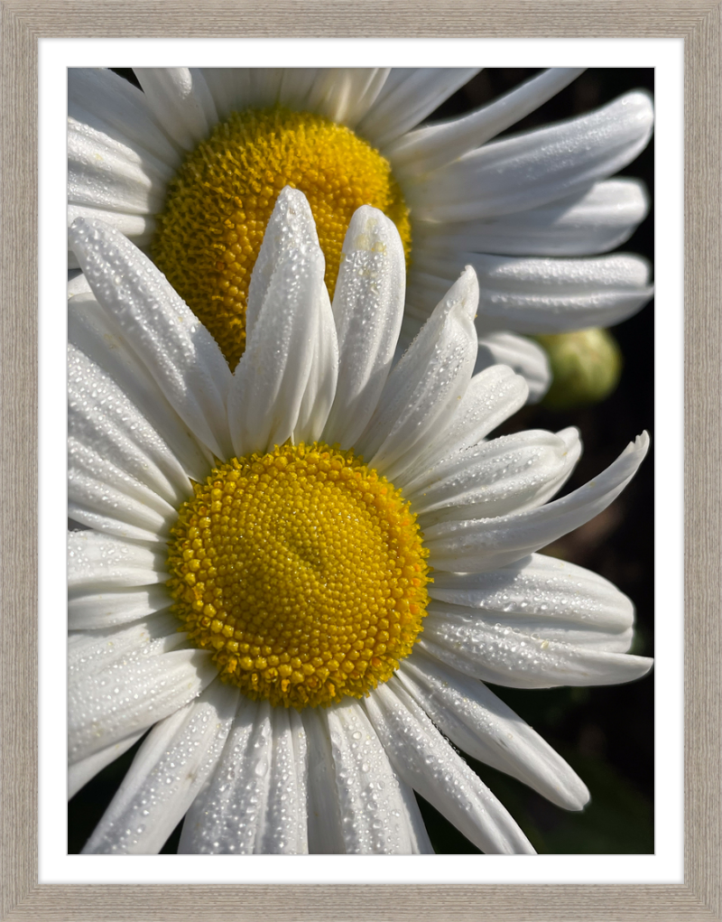 Daisies