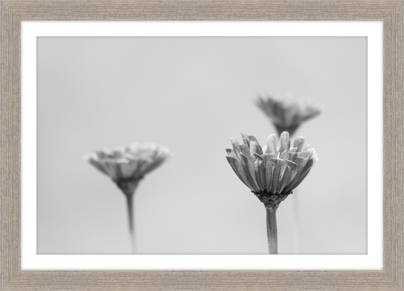 Minimalist Flowers B&W