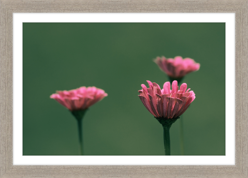 Minimalist Flowers