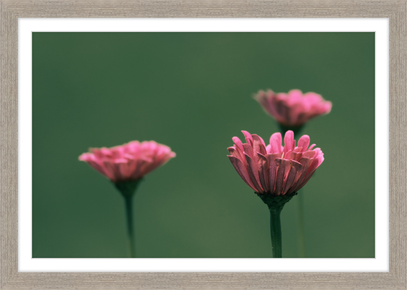 Minimalist Flowers