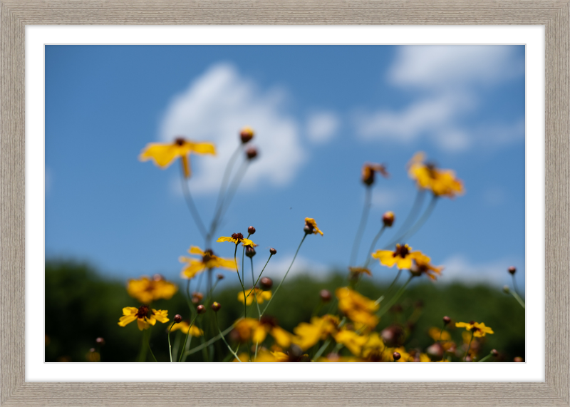 Black-eyed Susans