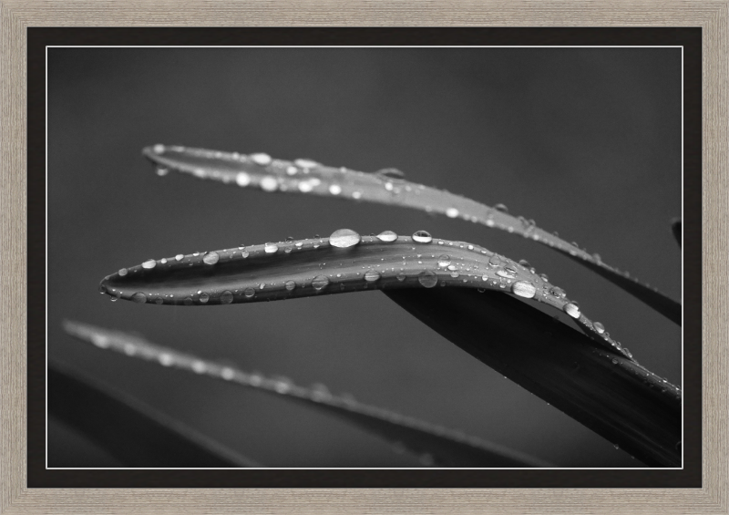 Dewdrops