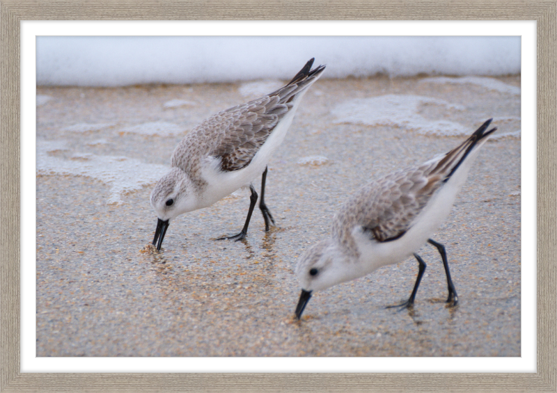 Sandpipers