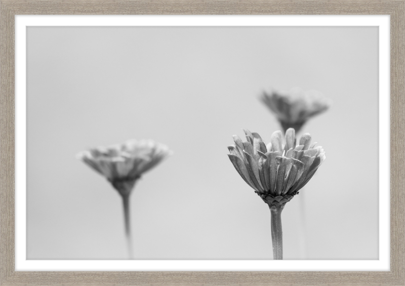 Minimalist Flowers B&W