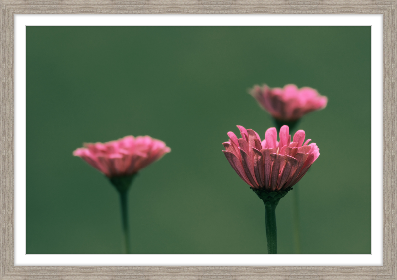 Minimalist Flowers