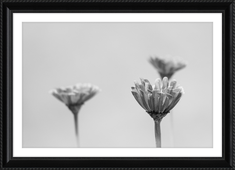 Minimalist Flowers B&W