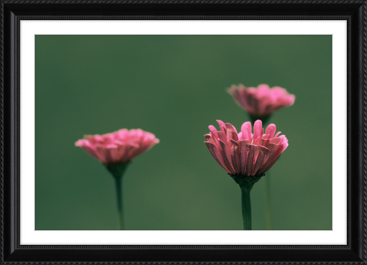 Minimalist Flowers