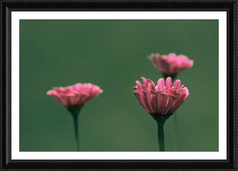 Minimalist Flowers