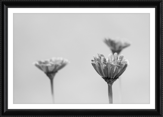 Minimalist Flowers B&W