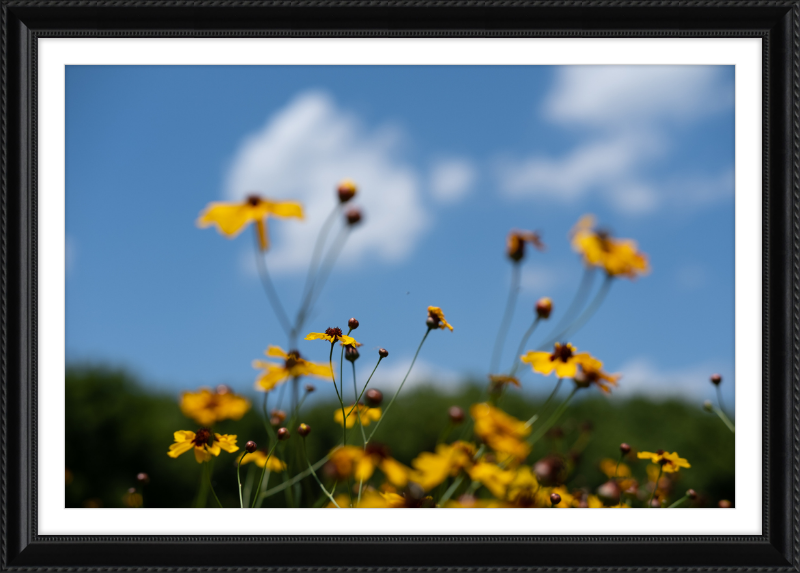 Black-eyed Susans