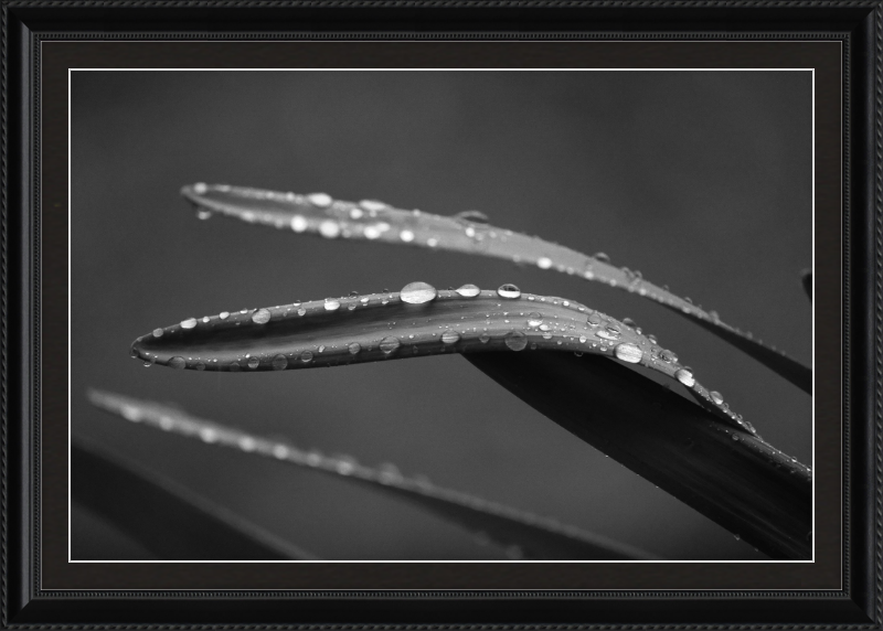 Dewdrops