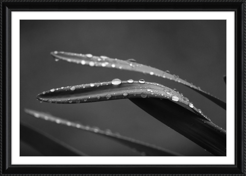 Dewdrops