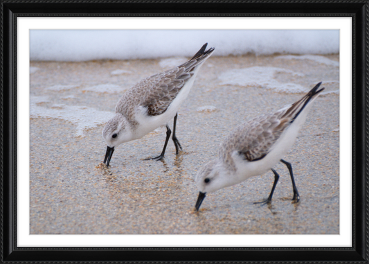 Sandpipers