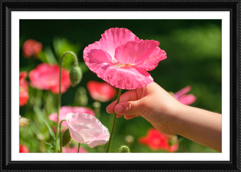 Poppies