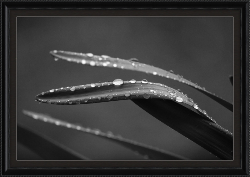 Dewdrops