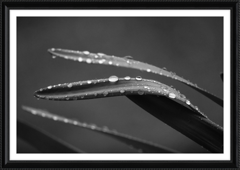 Dewdrops