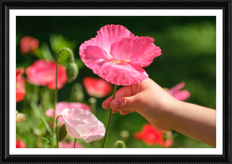 Poppies