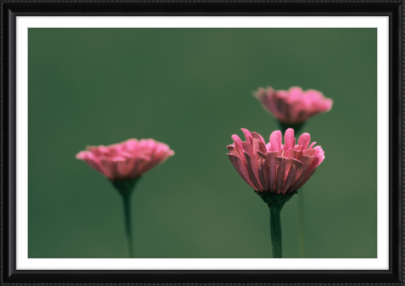 Minimalist Flowers