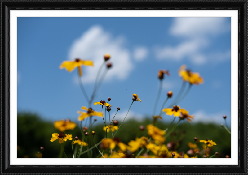 Black-eyed Susans