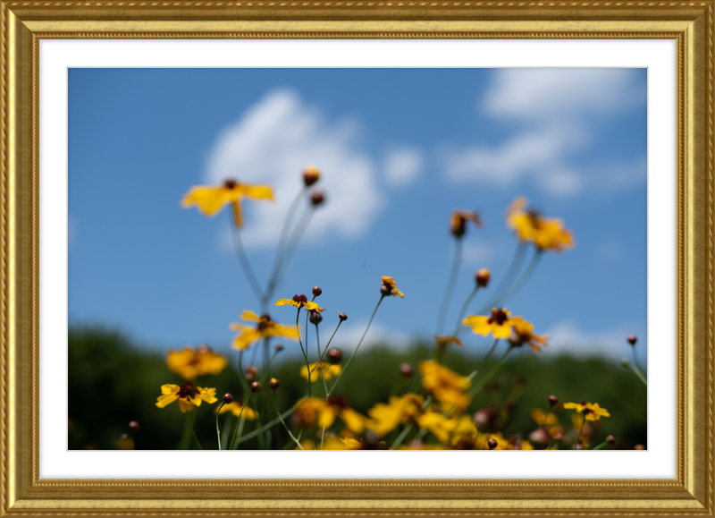 Black-eyed Susans