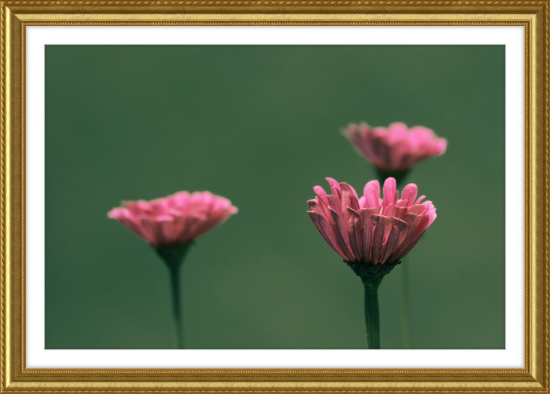 Minimalist Flowers