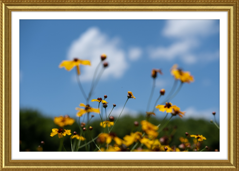 Black-eyed Susans