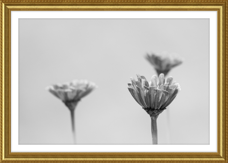 Minimalist Flowers B&W